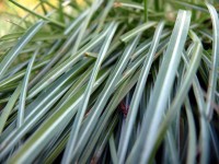 /album/plants/plant-0-jpg/
